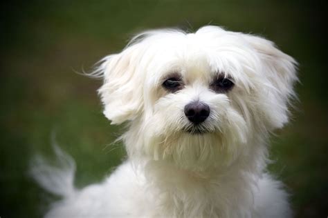 facts about maltese dogs.